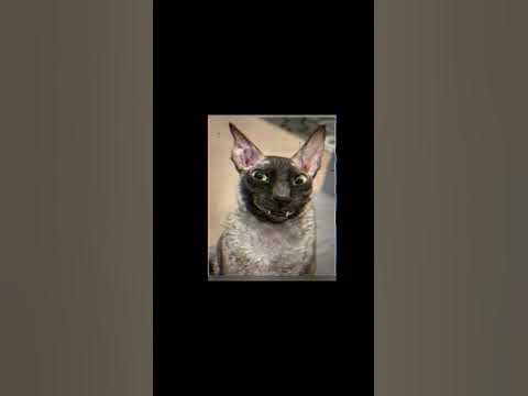 Ядовитый и летучий - YouTube