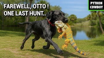 Florida’s Hardest Working Dog Goes On His Final Iguana Hunt
