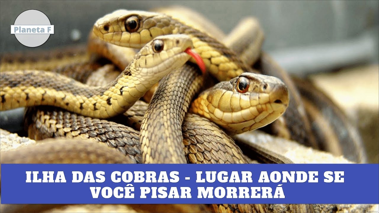 cobra peçonhenta diferença A ILHA DAS COBRAS - BRASIL