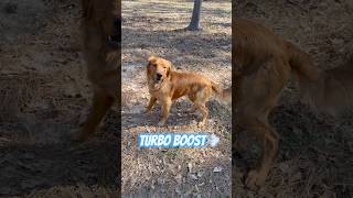 Tucker is fast when a 🎾 ball is involved. Otherwise he lives up to the Golden Retriever stereotypes