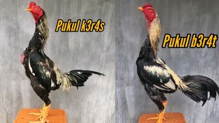 ayam wido pukul k3r4s dan b3rb0b0t