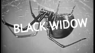 The Black Widow Spider Life Cycle - Educational Video/Film
