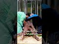 Baby elephant weighing 150 kilos born in French zoo, after delicate delivery | Pakistan News