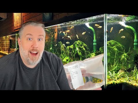 Where Do I Buy My Aquarium Fish? My Favorite Online Retailer