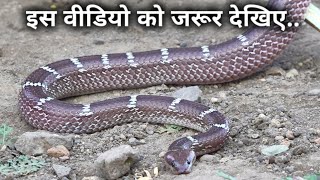 खेत तालाब में गिरे 2 जहरीले सांप | Rescue 2 venomous snake from Ahmednagar | Sarpmitra Akash Jadhav