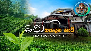 Tea production in Tea factory and Tea plantation of Sri Lanka තේ වත්තේ සිට තේ කෝප්පය දක්වා ගමන