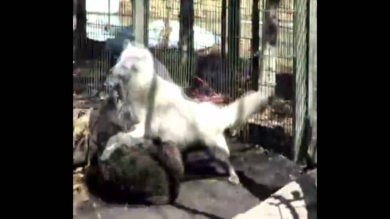 Wolfes of Dubstep (Bare - Lateral [Symbl VIP])