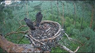 Dolina Baryczy PL2 cubs are already waiting for breakfast, third can be heard nearby2024 06030821