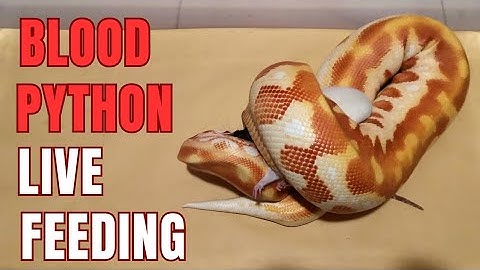 blood python live feeding #livefeeding #reptiles #snake