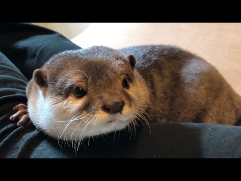 カワウソさくら 飼い主の足の間に挟まり驚くべき行動を…？ Otter sleeping between owner's feet