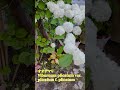 手作りのナチュラルガーデン 日曜日の朝#mygarden #gardening #shorts