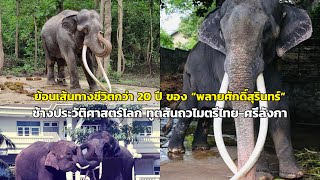 ย้อนเส้นทางชีวิตกว่า 20 ปี ของ “พลายศักดิ์สุรินทร์” ช้างประวัติศาสตร์โลก ทูตสันถวไมตรีไทย-ศรีลังกา