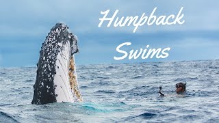 Swimming With Whales in Vava'u Tonga - Updated Overview 2020