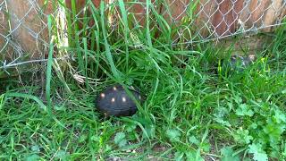 484. Tortoises Walking on Grass Edge 2021-04-04