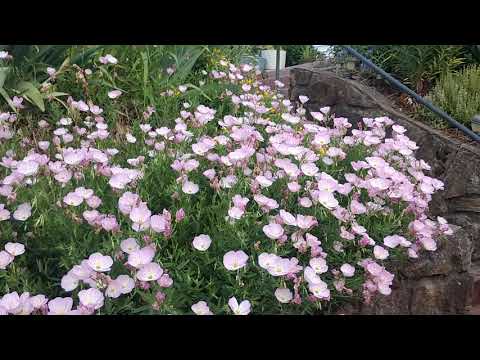 Video: Ce este Pink Evening Primrose: Cum să crești plante Pink Evening Primrose