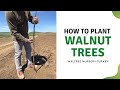 How to Plant Walnut Trees