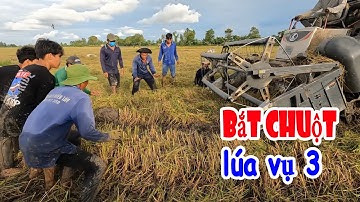 Qua Cánh Đồng Đê Bao Đào Hang Bắt Chuột Theo Máy Cắt Liên Hợp #chandatmientay 736