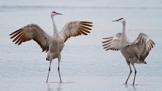 Sandhill Crane Migration, Platte River