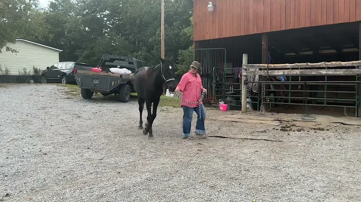 Sold 875 standardbred Mare 18 years old 15 H deadline 9/22/25 $850 plus $40 coggins￼