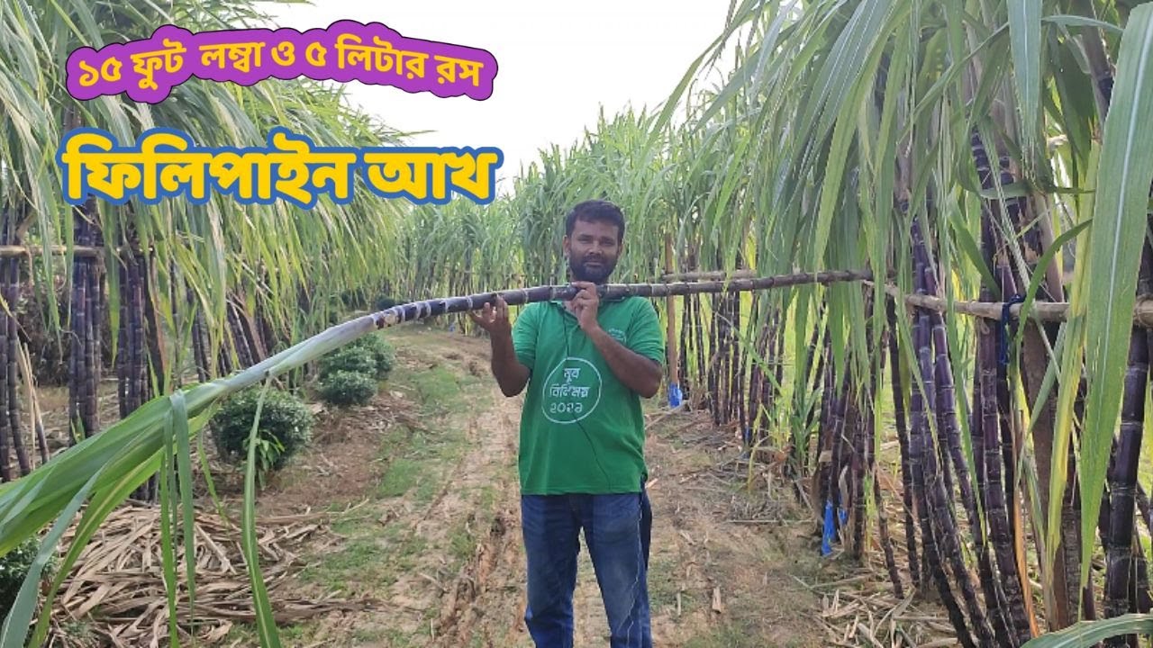 ফিলিপাইনের কালো আখ ১৫ ফুট লম্বা ও মিষ্টি ।। Filipino Black Sugarcan Cultivation