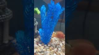 Lobster blue #aquatic #usa #viral #2024 #pets  #aquarium #lobster #especies #fish