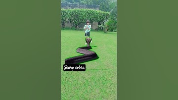 Gaint snake attack girl video 🤢🐍#vfx #shorts #viral shorts #youtubeshorts