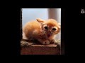 Adorable kittens who are angry a compilation