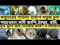 কবুতরের খারাপ পাতলা সবুজ চুনা পায়খানা,ঠান্ডা,সর্দি কাশি,বমি,মুখ খুলে শ্বাস নেওয়ার কারণ ও সমাধান