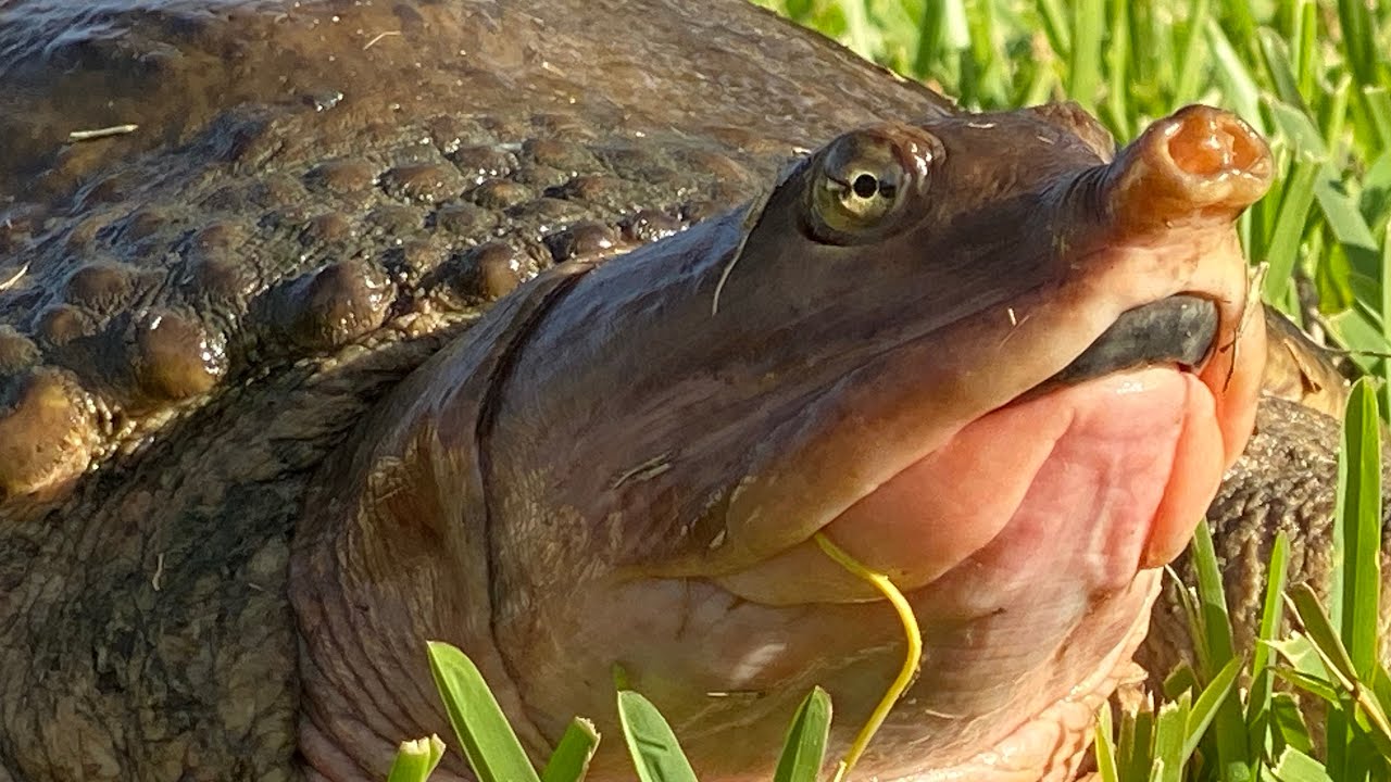 Softshell Snappin' Turtle {Catch Clean Cook} Alligator ...