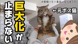 23歳一人暮らし。元ボス猫を家族に迎えたらお風呂をチラ見してくるただの変態おじさんでした