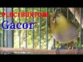 Pleci Buxtoni Gacor Bikin Emosi Lawan Ampuh Buat Pancingan Toman Net Mp3 - Mp4 Download