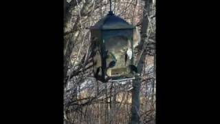 Squirrel stuck in bird feeder.