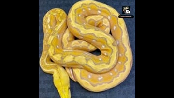 My Retic Phase #shorts