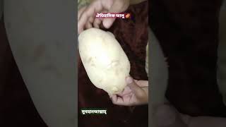 Amazing Unboxing historical potato ? ঐতিহাসিক আলু riyadh bangladesh viral