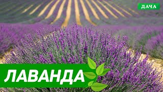 Все секреты выращивания лаванды.  Как сделать лавандовое поле . Практические советы дачникам.