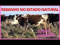 REBANHO EM SEU ESTADO NATURAL