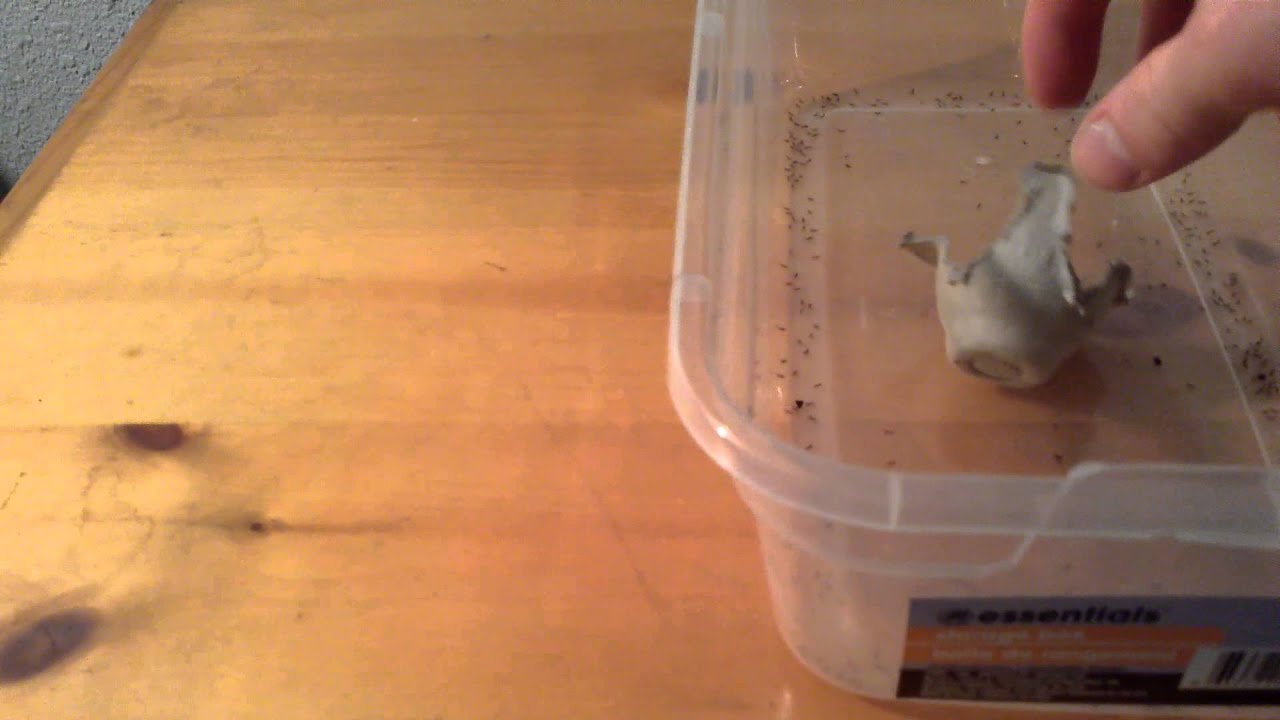 crickets eggs hatched thousands YouTube