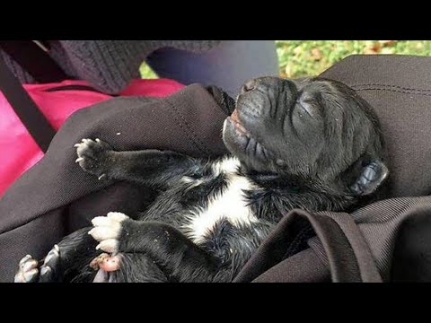 Βίντεο: Τα πραγματικά περιστατικά στα Puggle Puppies