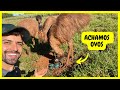 Procurando ovos de emus australianos  gutejando