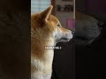 柴犬が絶対に忘れない飼い主の記憶１０選　【#539】 #柴犬 #柴犬との暮らし