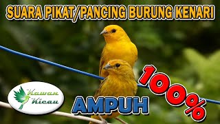 Suara Kenari Pikat/Pancingan Memanggil Lawan, Super Mantap 100% AMPUH