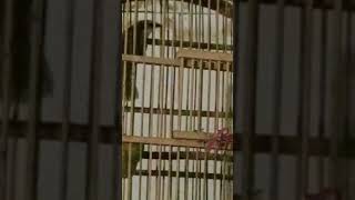Download Lagu Tembakan kaso-kaso mirip Poksay Mandarin. MP3 Download Lagu Tembakan kaso-kaso mirip Poksay Mandarin. MP3