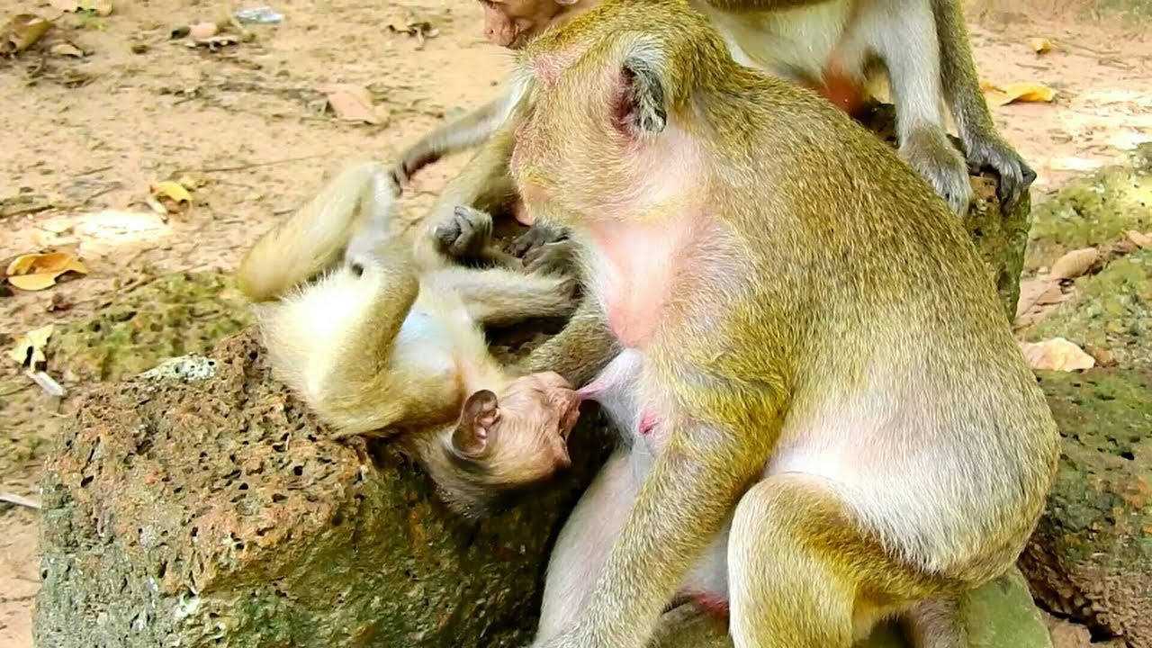 Young brother's sweet pea is very rascally. He suckling mom monkey popeye.
