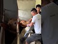 Rustic Cattle Farming: A Day in the Life of a Cattle Breeder | 中文标题: 农家牛倌日常：养牛人的生活