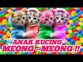 Kucing oyen baik hati  meong meong 