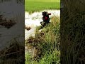 Rice plant water pump #agriculture #cropproduction #bestfoliarfertilizer #farmer