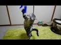 釣りざおじゃらしで躍る猫 FLYING CAT