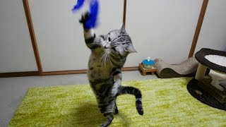 釣りざおじゃらしで躍る猫 FLYING CAT