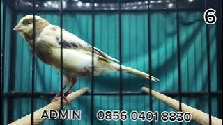 MATERI GIBOSSO IRAN, SFL, F2SF, F2RASMI, F2YS, F1YS, F1RASMI   !!!   MONGGO DI GAS