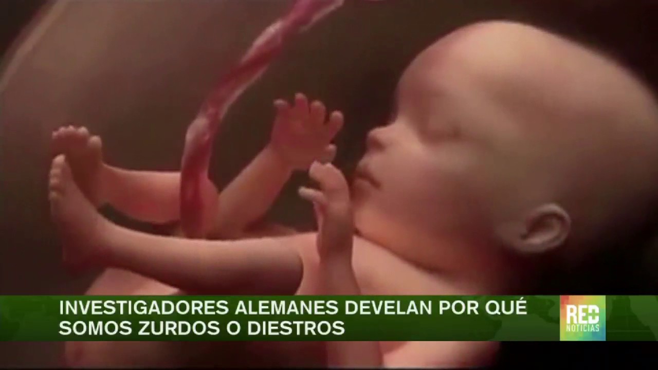 Investigadores alemanes develan por qué somos zurdos o diestros